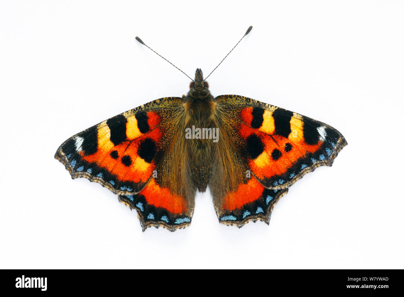 Petit papillon écaille (Aglais urticae) sur fond blanc, captive, sud-ouest de Londres, Royaume-Uni. Juillet. Banque D'Images