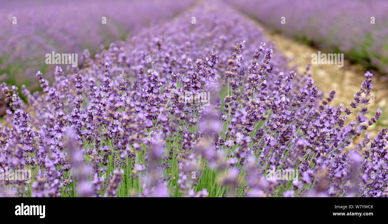 Poussant dans un champ de lavande près de Sainte-anastasie en Provence, France Banque D'Images