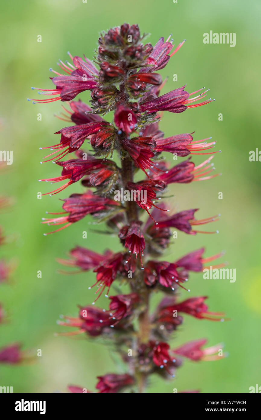 Fleur rouge viper&# 39;s (Vipérine commune Echium russicum) floraison, le nord de l'Arménie, mai. Banque D'Images