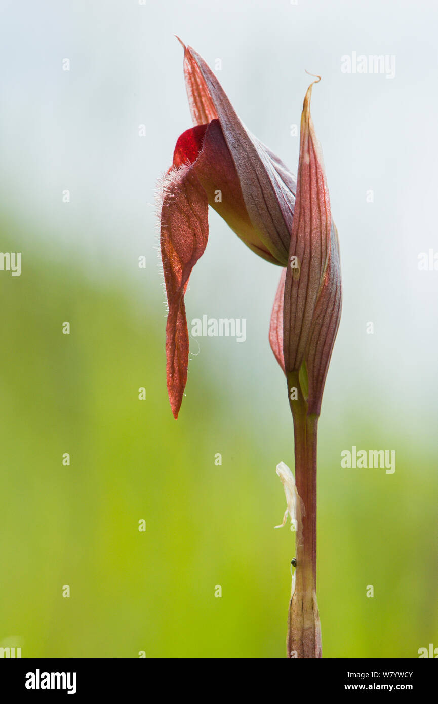 Lèvres longue (Serapias vomeracea Serapias) fleur, île de Krk, Croatie, juin. Banque D'Images