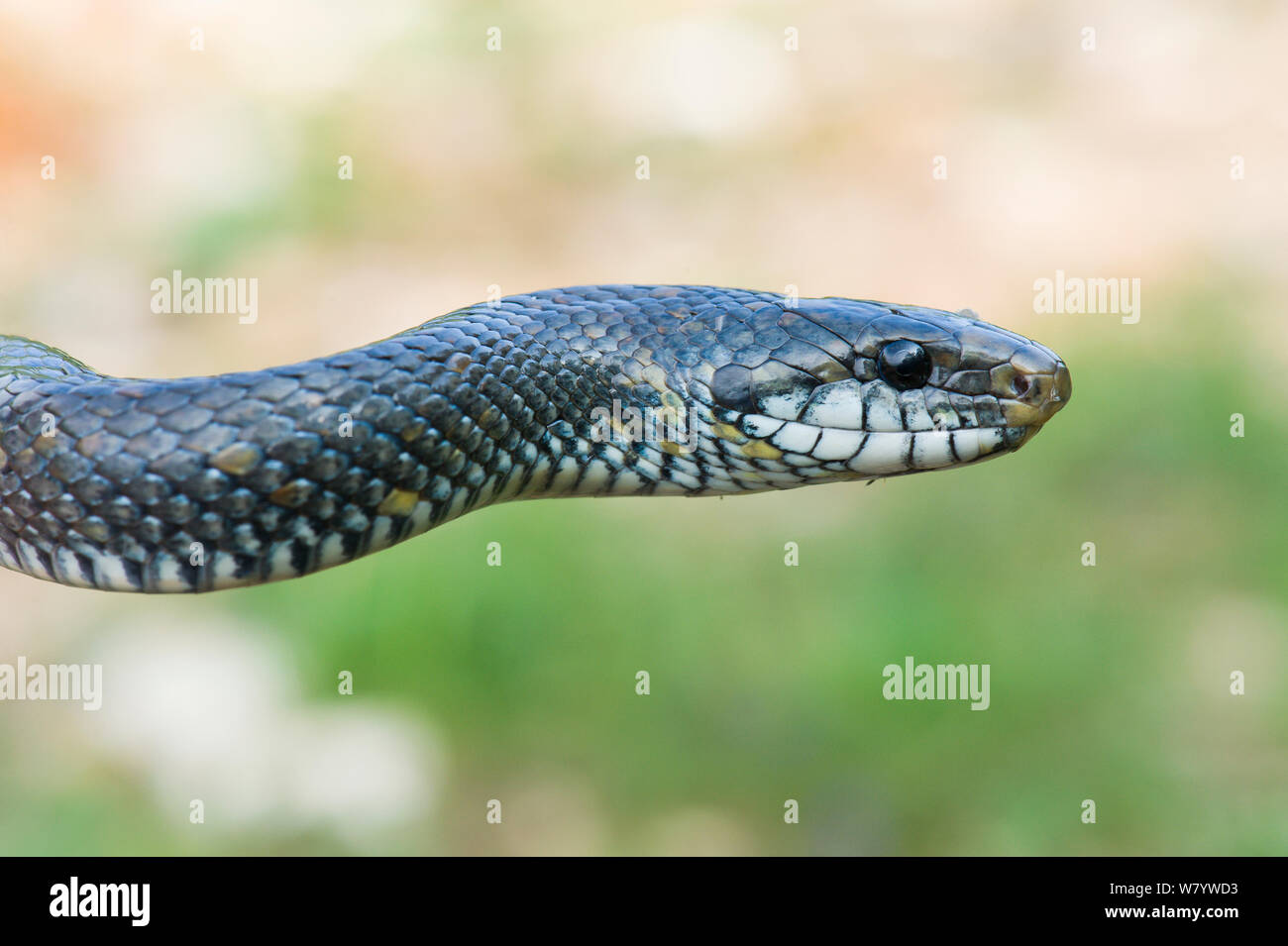Zamenis longissimus Aesculapian snake (formulaire) melanistic, île de Krk, Croatie, juin. Banque D'Images