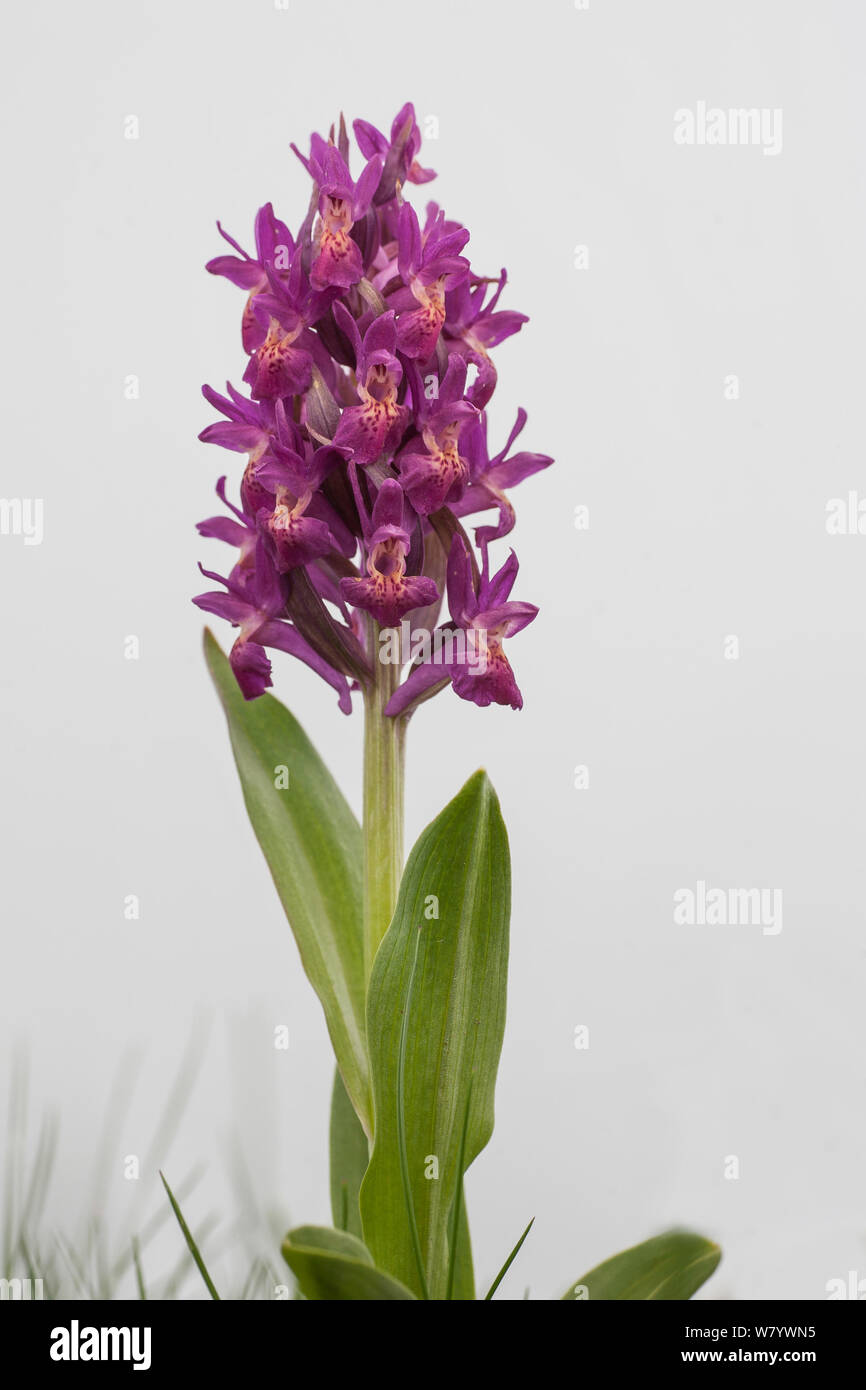 Western marsh orchid (Dactylorhiza fistulosa) floraison, Queyras, France, juin. Banque D'Images