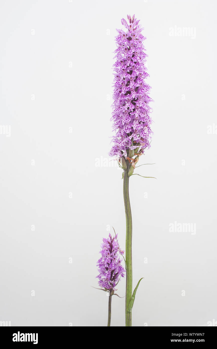Heath spotted orchid (Dactylorhiza maculata) en fleur, Queyras, France, juin Banque D'Images
