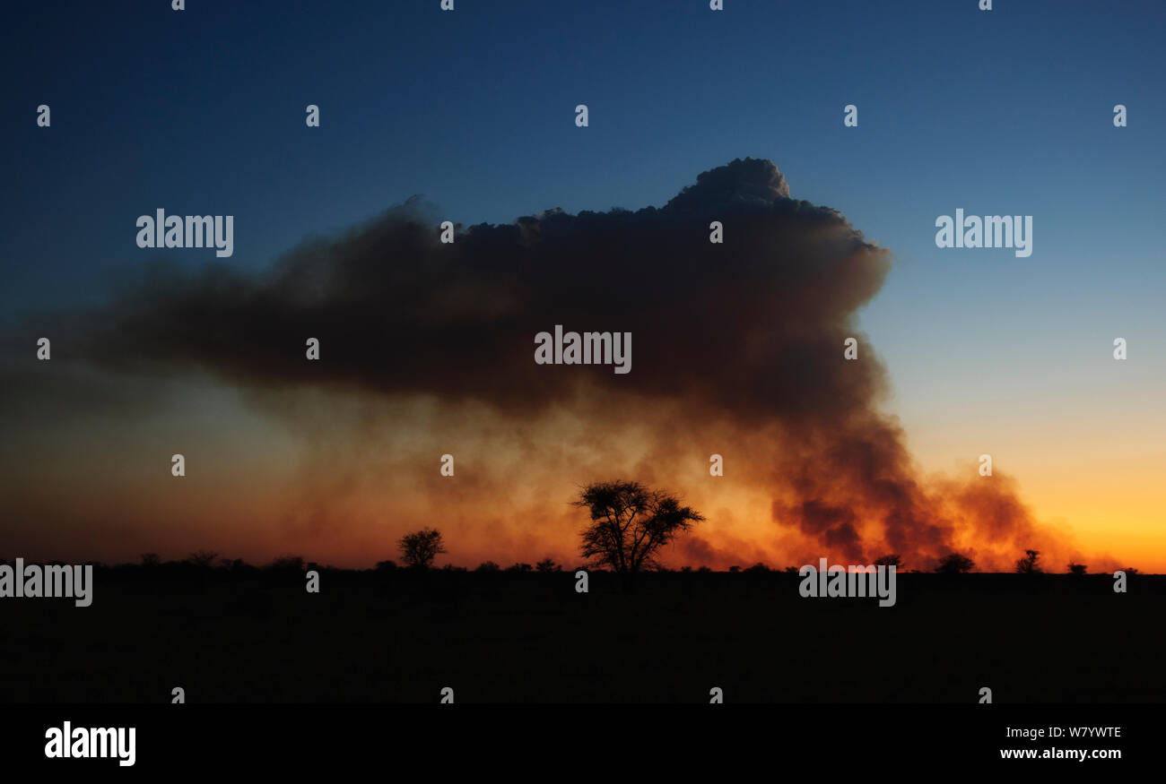 En brousse Kalahari au coucher du soleil, le Botswana, novembre 2010. Banque D'Images
