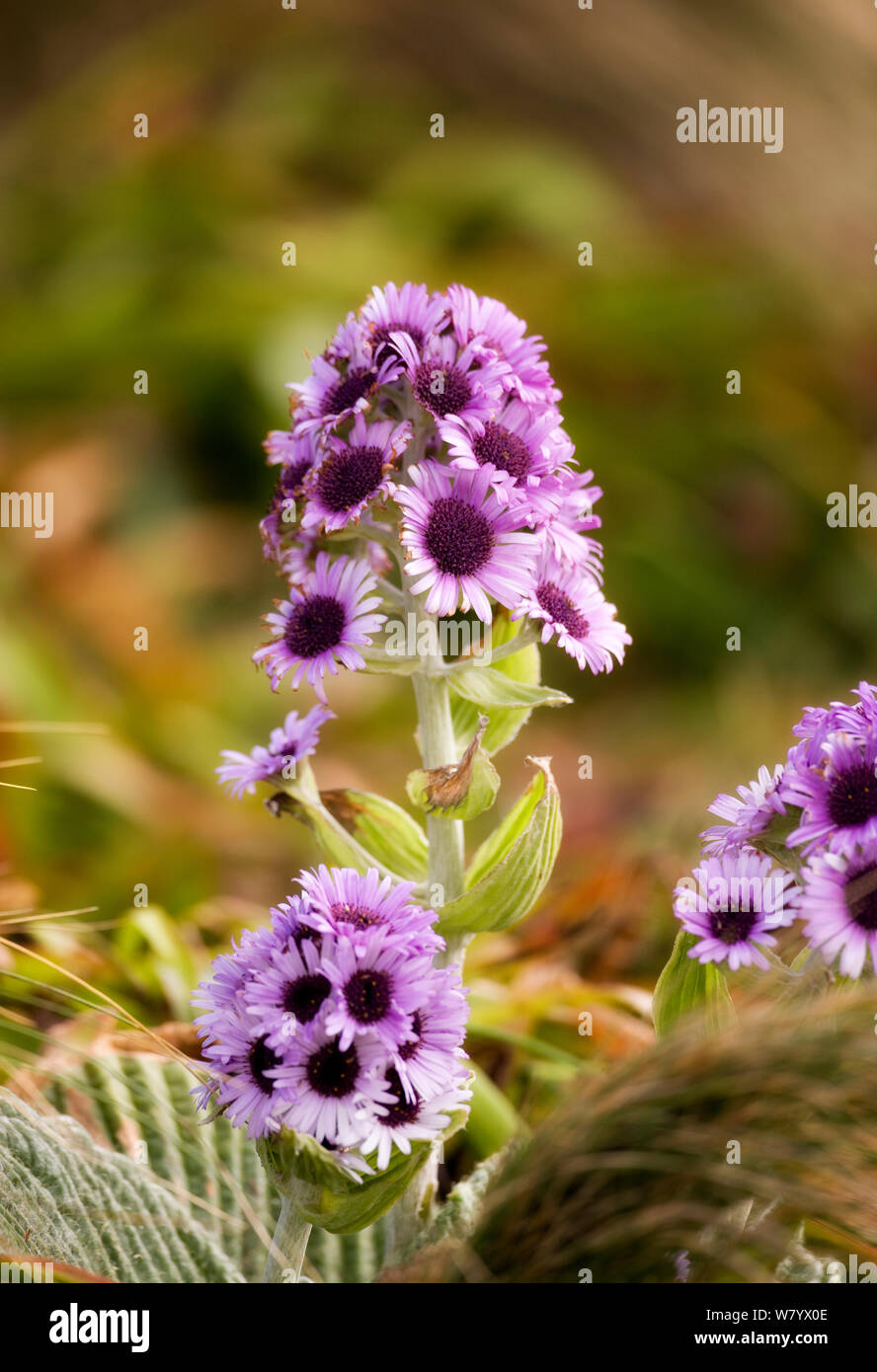 Pleurophyllum speciosum géant (aster) en fleurs, l'île Campbell, New Zealand Sub-Antarctic, février. Banque D'Images