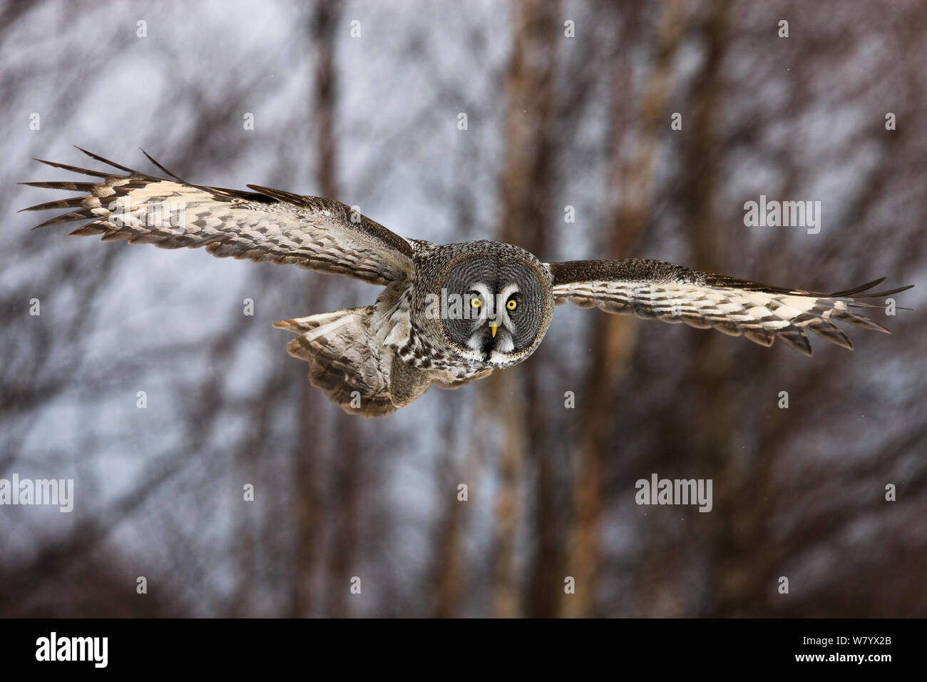 La Chouette lapone (Strix nebulosa lapponica) en vol en face de la forêt, de la Finlande, mars. Banque D'Images