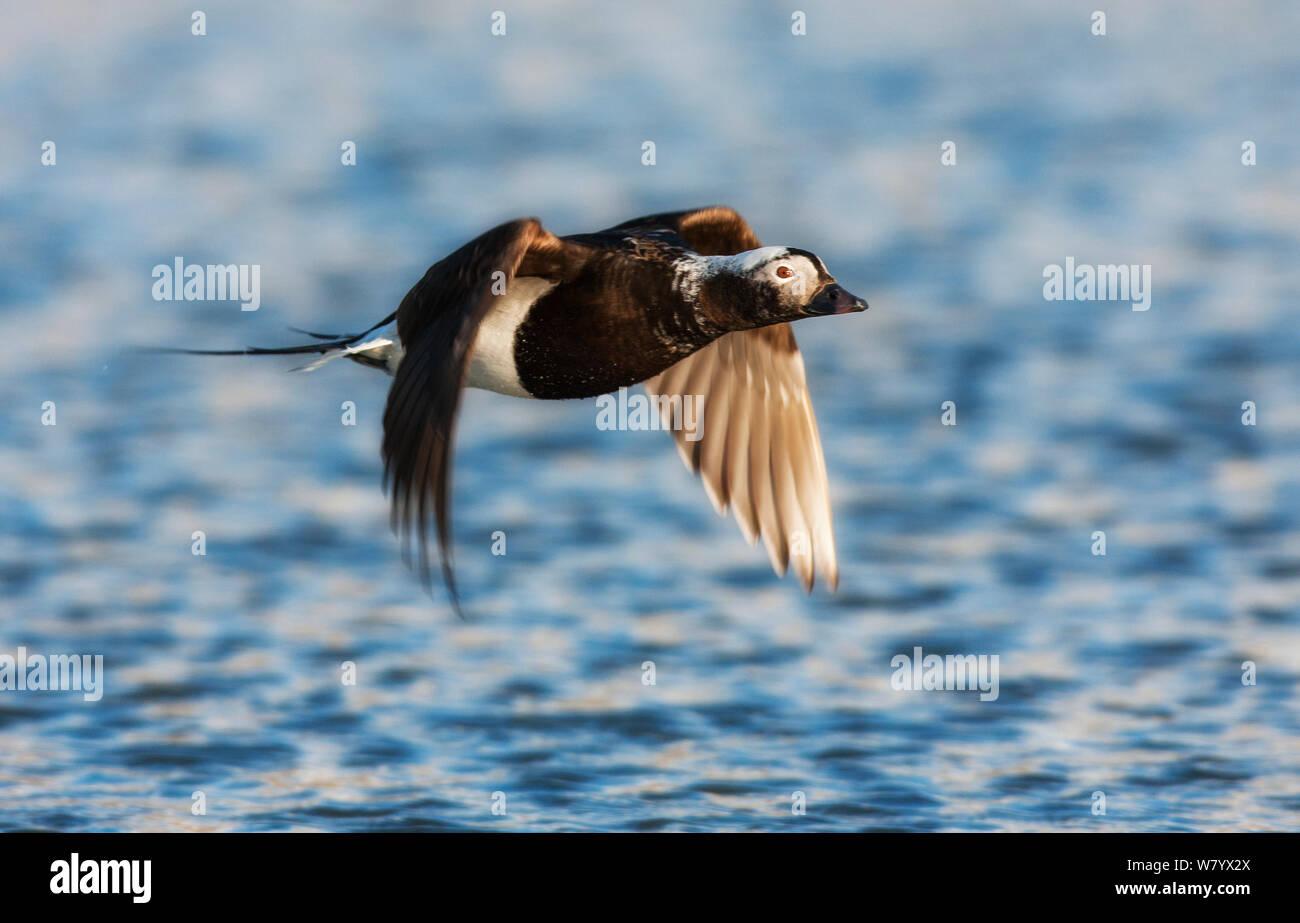 Le Harelde kakawi (Clangula hyemalis) en vol, Spitsbergen, Svalbard, Norvège. Banque D'Images