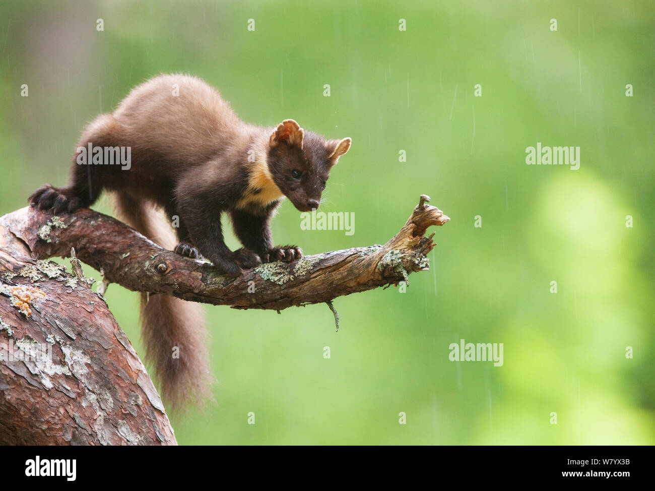 La martre (Martes martes) sur une branche dans la pluie, Molde, Norvège Banque D'Images