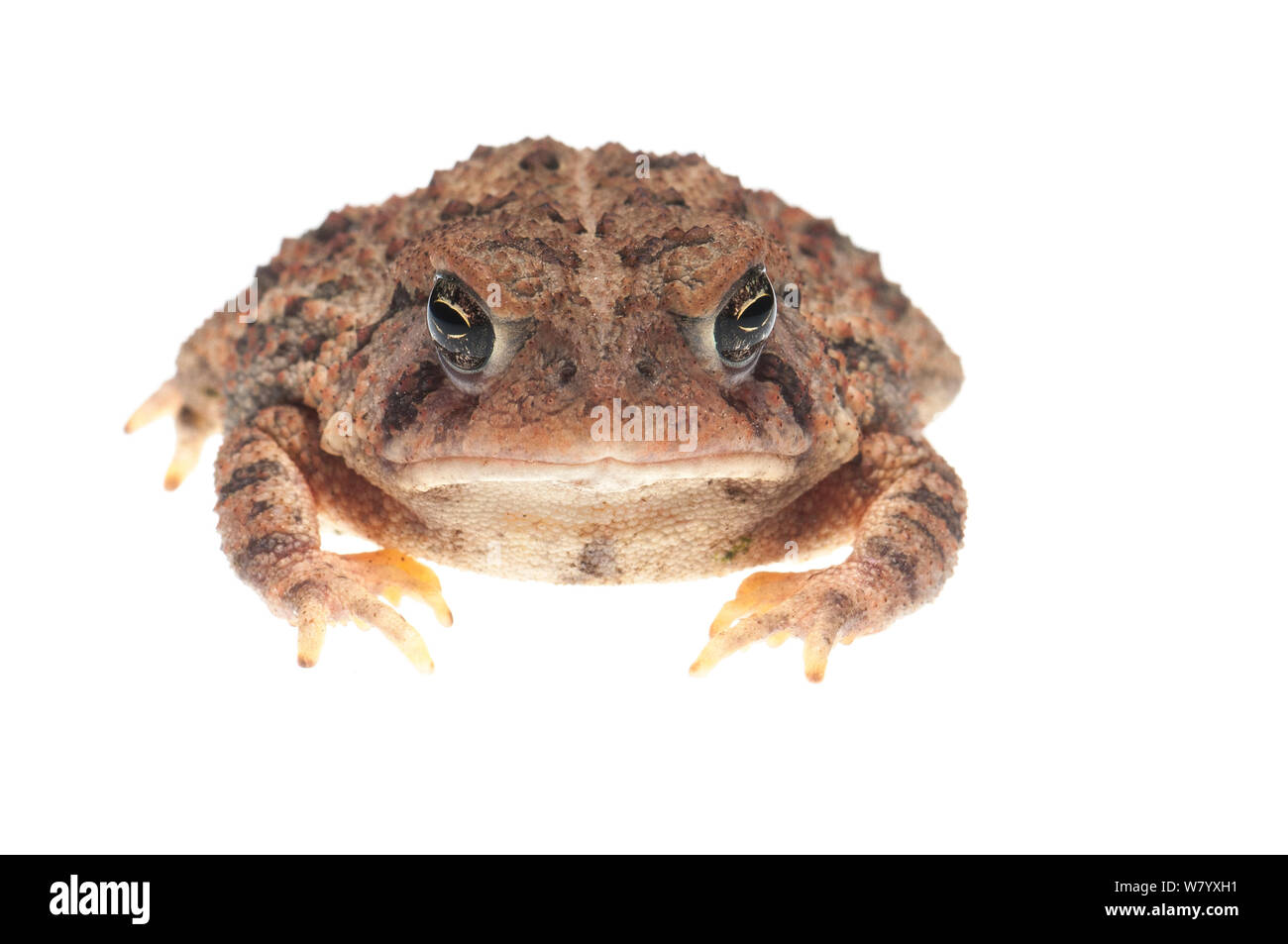 Fowler&# 39;s toad Anaxyrus fowleri) (Oxford, Mississippi, USA, avril. Projet d'Meetyourneighbors.net Banque D'Images