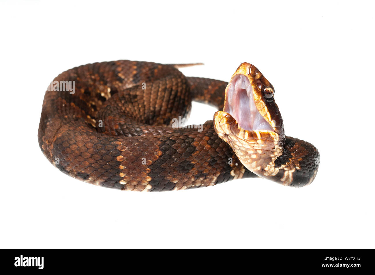 Serpent Agkistrodon Cottonmouth (piscivores) Vallée de l'eau, le Mississipi, USA, avril. Projet d'Meetyourneighbors.net Banque D'Images