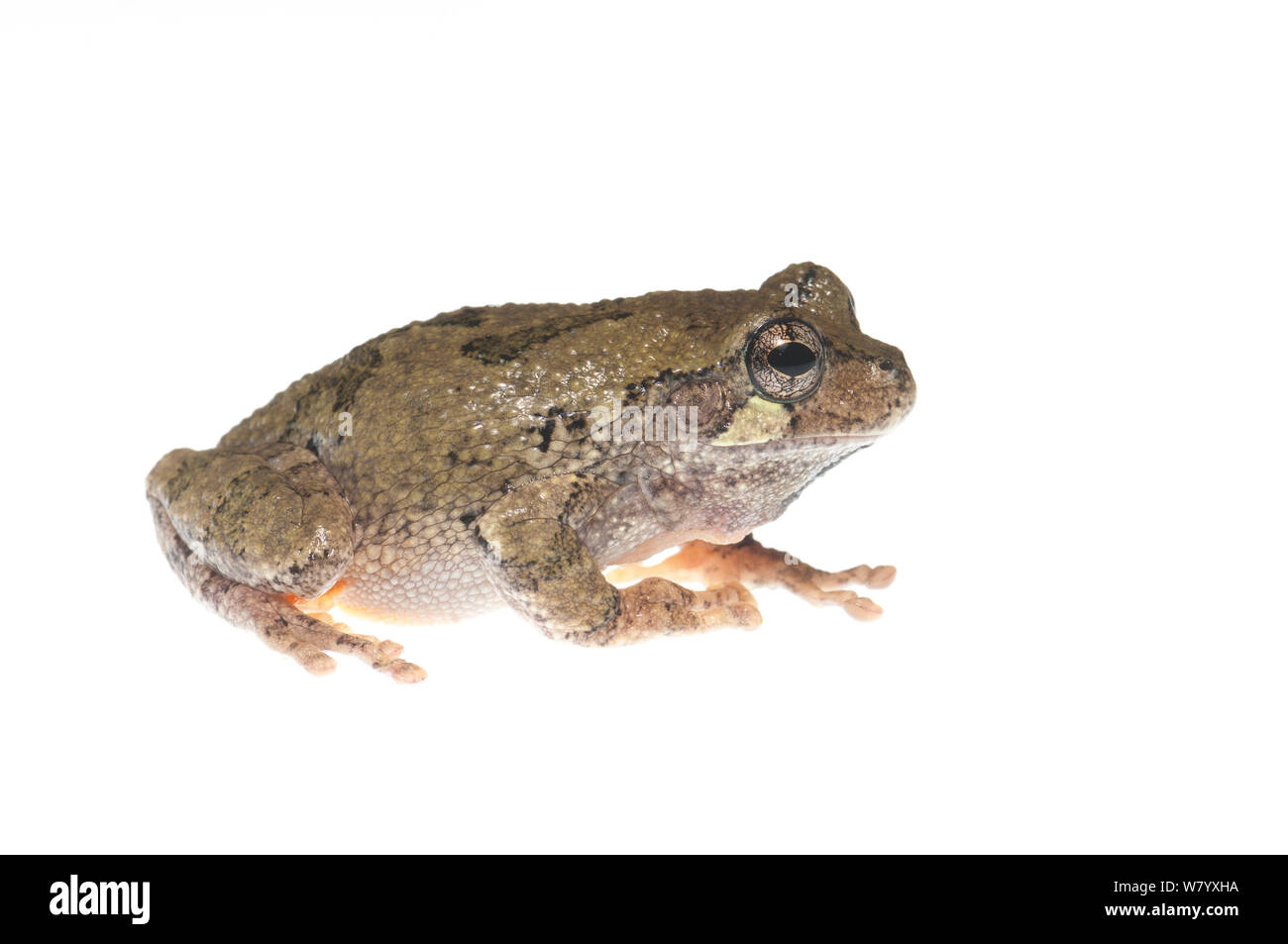 Rainette Hyla chrysoscelis Tishomingo State Park, Mississippi, USA, avril. Projet d'Meetyourneighbors.net Banque D'Images