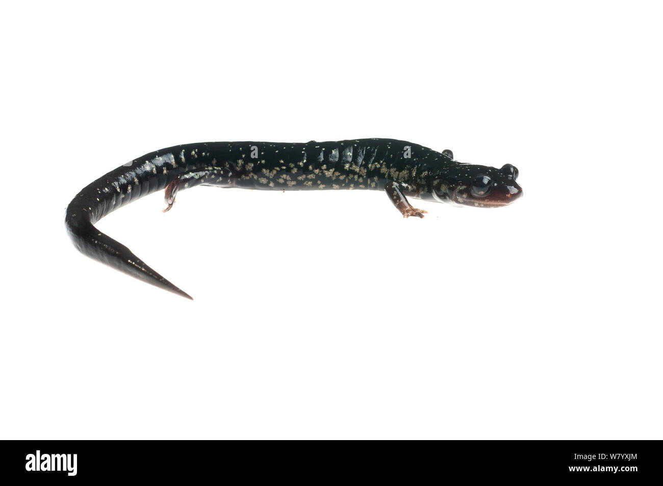 Salamandre visqueuse du Mississippi (Mississippi) Plethodon Tishomingo State Park, Mississippi, USA, avril. Projet d'Meetyourneighbors.net Banque D'Images