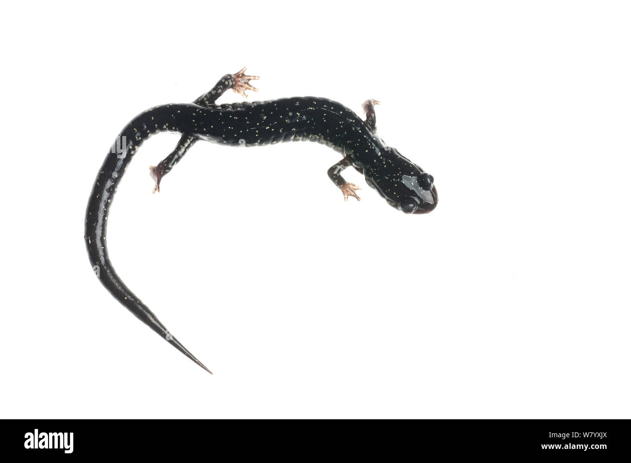 Salamandre visqueuse du Mississippi (Mississippi) Plethodon Tishomingo State Park, Mississippi, USA, avril. Projet d'Meetyourneighbors.net Banque D'Images