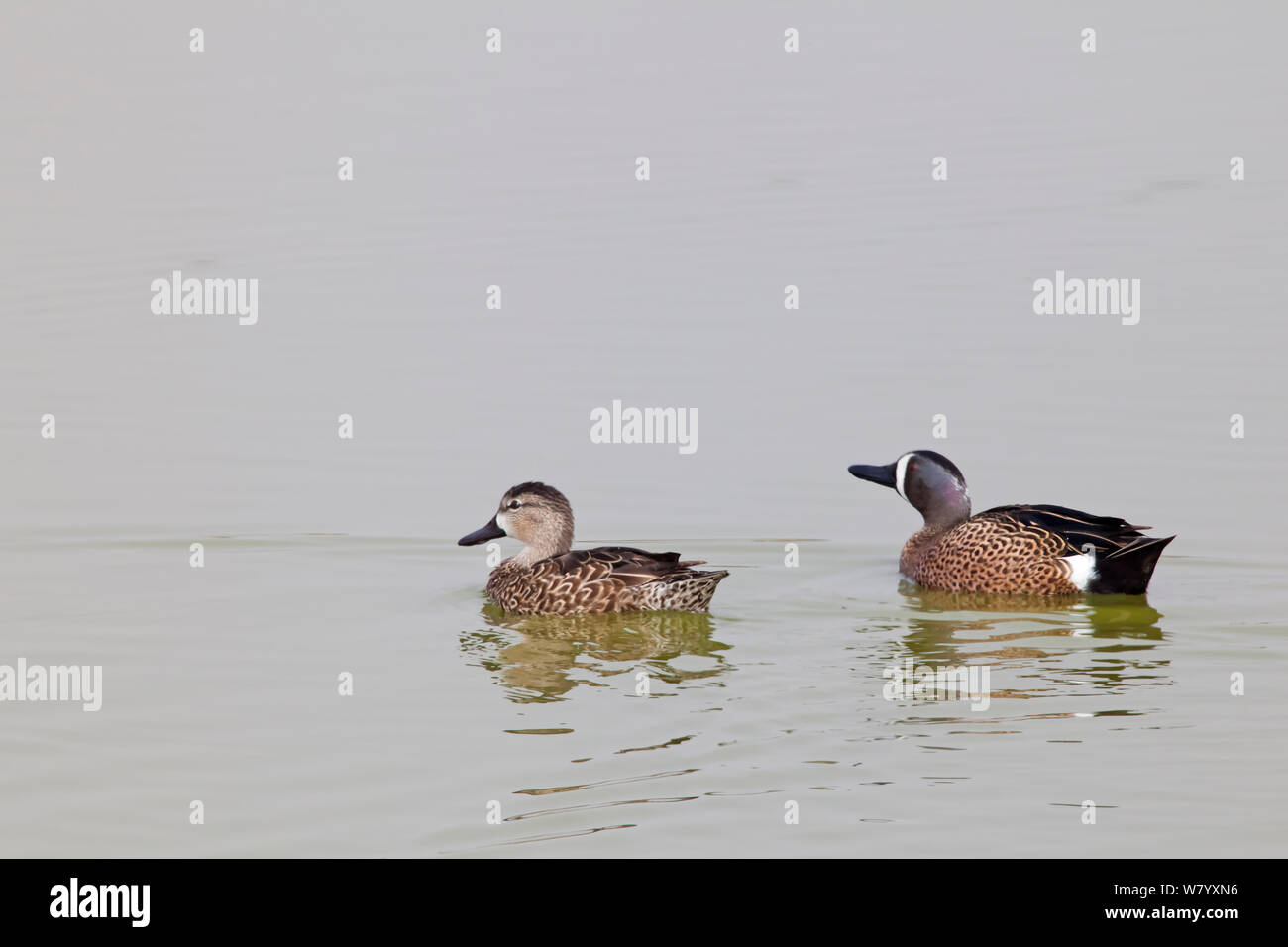Les sarcelles à ailes bleues (Anas discors) paire, les zones humides, Xochimilco Mexico, février Banque D'Images