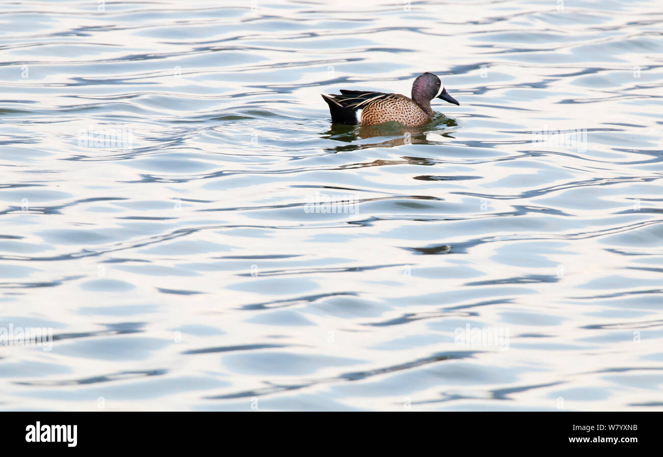 Les sarcelles à ailes bleues (Anas discors) natation masculine sur les zones humides, eaux ondulées Xochimilco, Mexico City, Février Banque D'Images