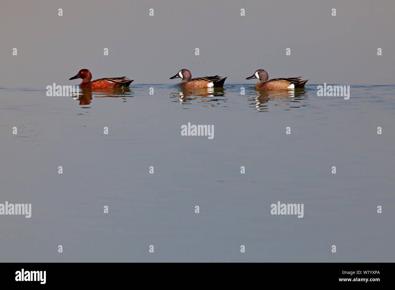 Cinnammon teal (Spatule cyanoptera septentrionalium) mâle et deux Sarcelles à ailes bleues (Anas discors) mâles, Xochimilco les zones humides, la ville de Mexico, mars Banque D'Images