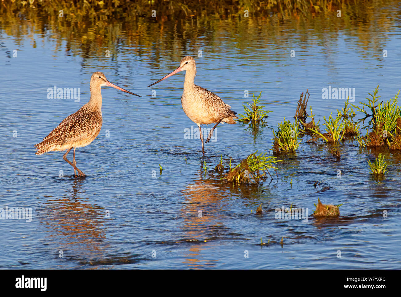 La Barge marbrée (Limosa fedoa) deux dans les zones humides, la réserve de la biosphère de Vizcaino, péninsule de Basse-Californie, Mexique, avril Banque D'Images