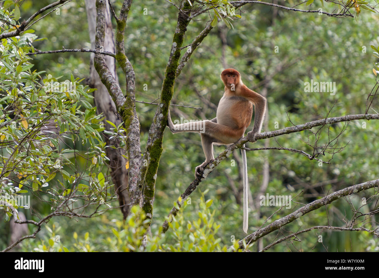 Proboscis Monkey (Nasalis larvatus) assis, mangrove Borneo. Banque D'Images