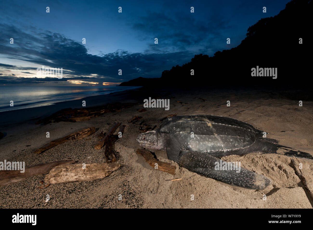Tortue luth (Dermochelys coriacea) femelle nichant sur la plage. Jamursbamedi, la Papouasie occidentale, l'Irian Jaya, en Indonésie. Banque D'Images