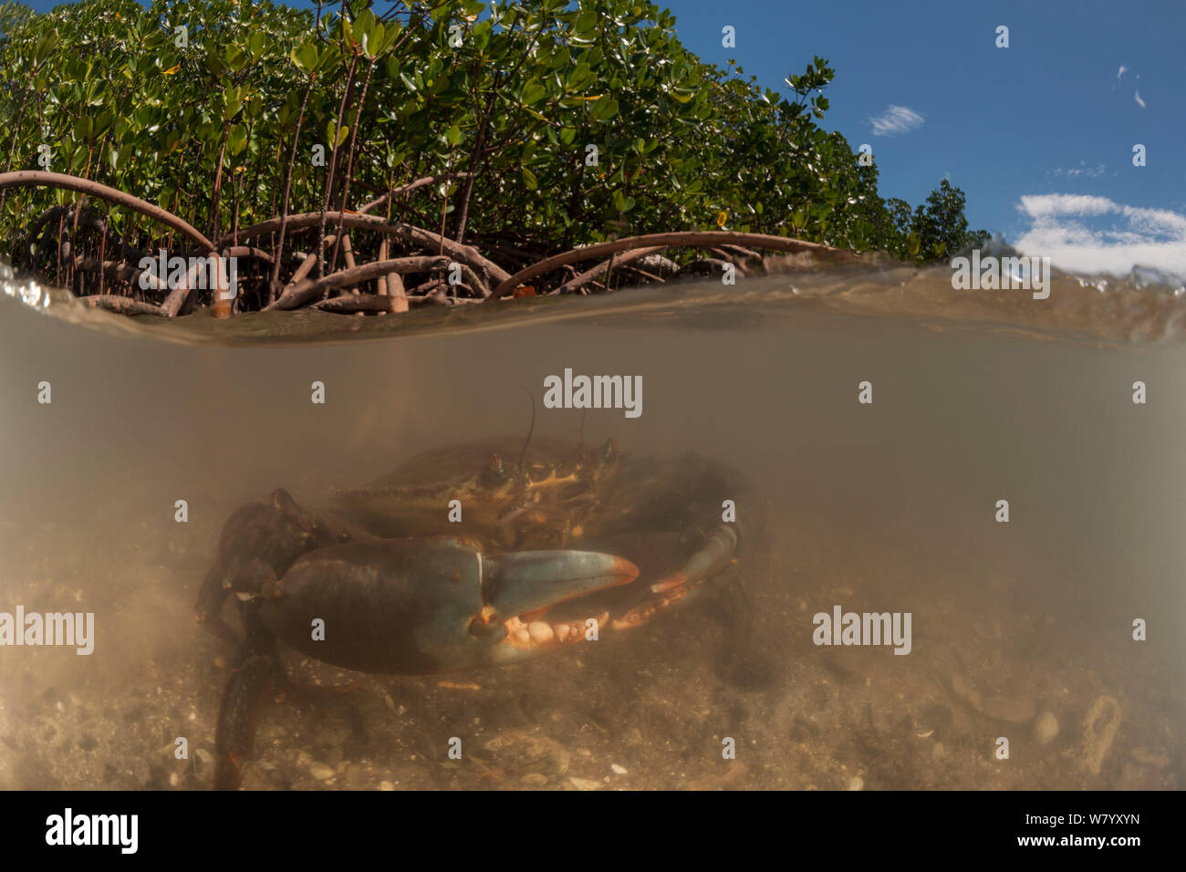 Les crabes de boue (Scylla serrata) dans l'eau par les racines de la mangrove, en duplex de l'image. L'île de Mali, Macuata Province, Fidji, Pacifique Sud. Banque D'Images
