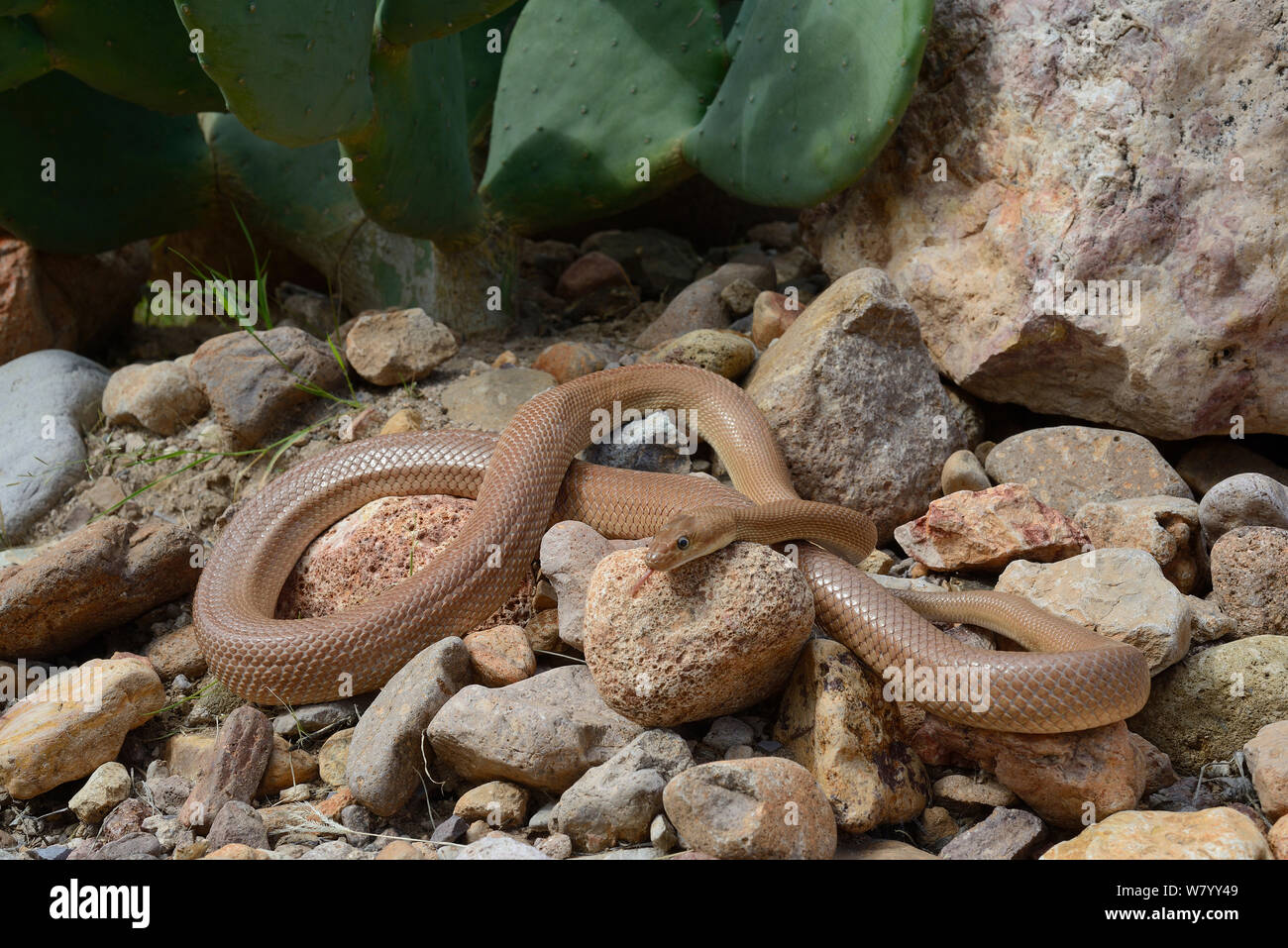 Couleuvre obscure (Baja California Bogertophis rosaliae) avec dégustation de la langue, l'air, derrière cactus Opuntia. La Basse Californie, Mexique, Banque D'Images
