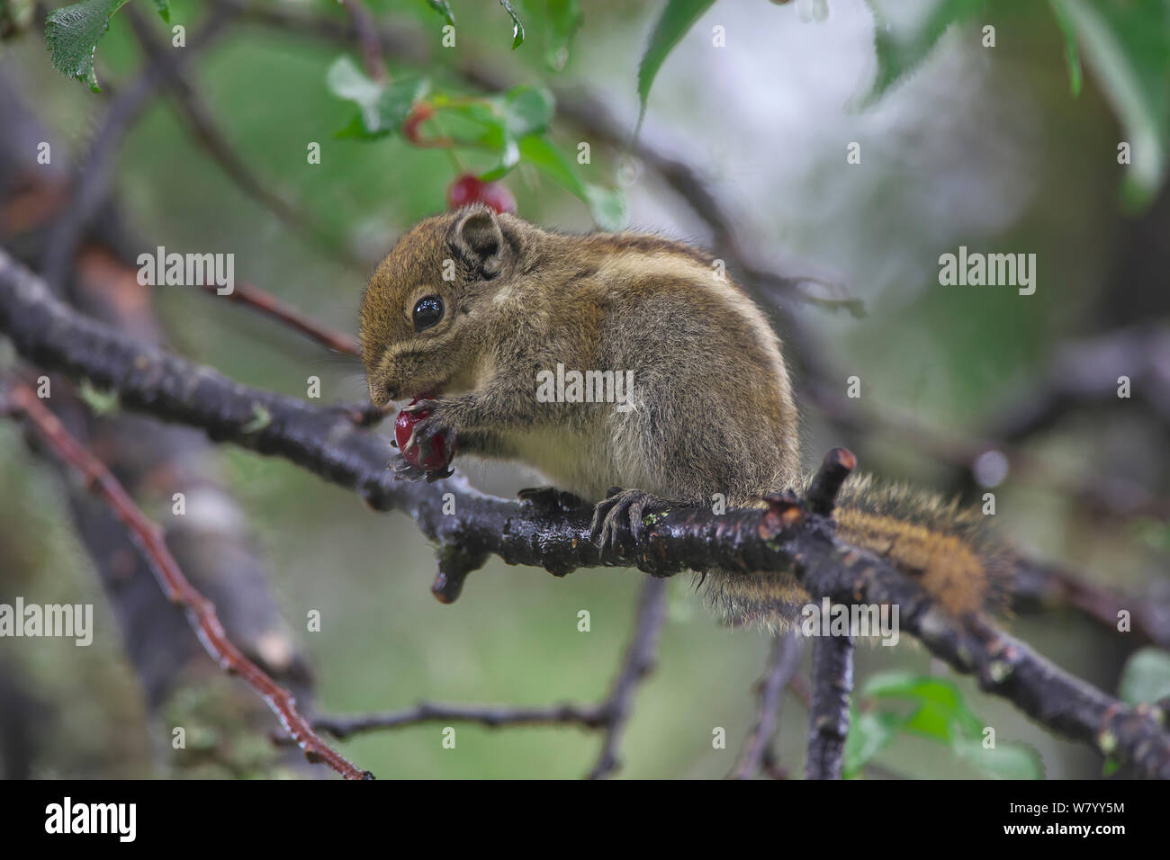 &# 39;Swinhoe (s Tamiops swinhoei) alimentation, Lijiang Parc National Laojunshan, Yunnan, Chine, juillet. Banque D'Images