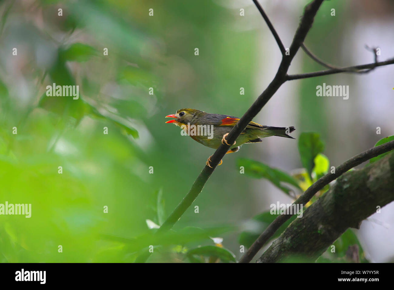 Red-billed leiothrix (Leiothrix lutea) sur une branche, DaMingShan moutain, province du Guangxi, en Chine, en juillet. Banque D'Images