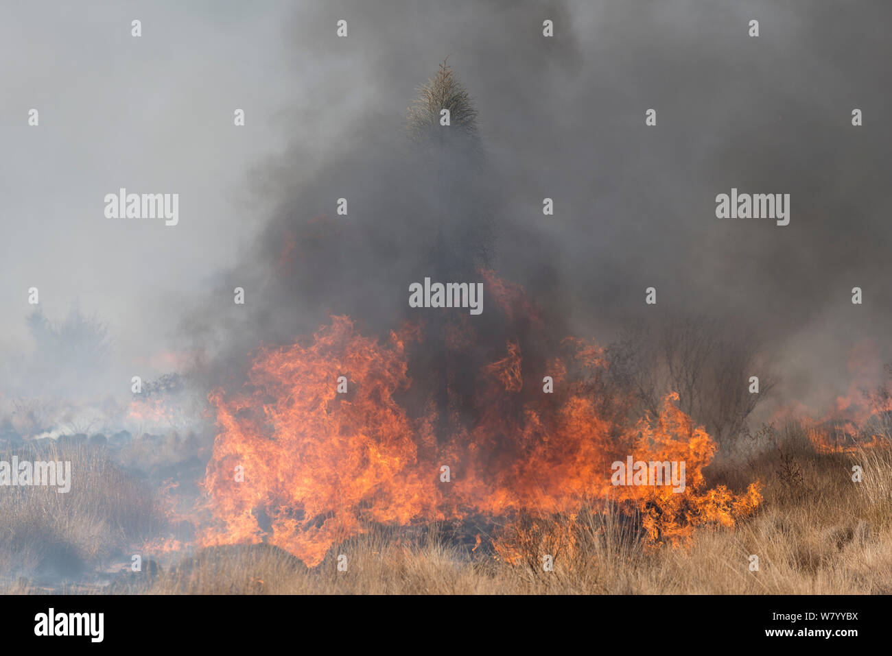 Feu de brousse dans l'outback, Territoire du Nord, Australie. Banque D'Images