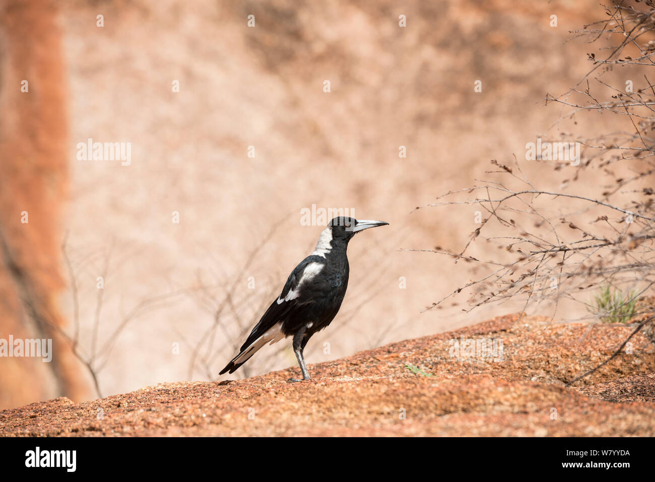 Cassican Flûteur (Cracticus tibicen) at the Devil&# 39;s des billes, Territoire du Nord, Australie. Banque D'Images