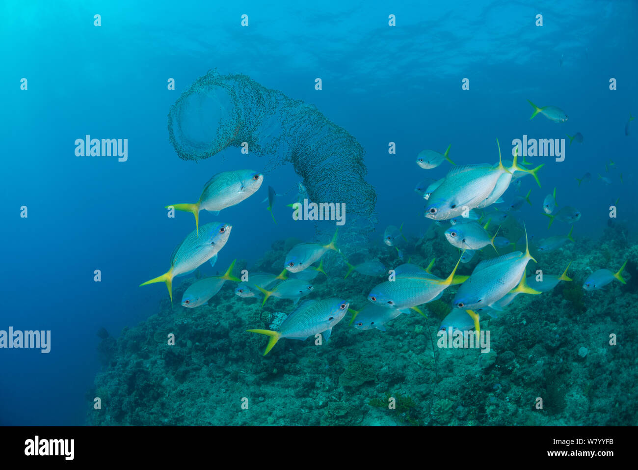 Bleu et jaune de fusiliers (Caesio teres) soit de manger les oeufs ou shoal tunicier colonial, Grande Barrière de Corail, Queensland, Australie. Banque D'Images