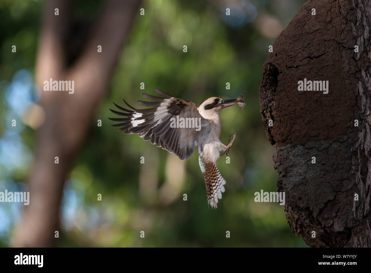 Laughing Kookaburra Dacelo novaeguineae) (prise de nicher en termitière, Queensland, Australie. Banque D'Images