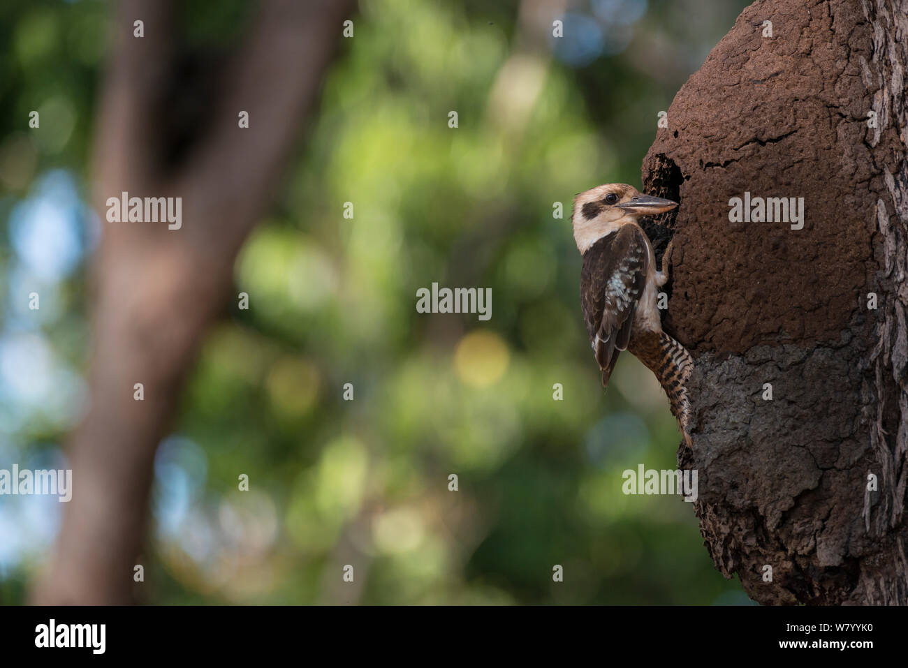 Laughing Kookaburra Dacelo novaeguineae) (prise de nicher en termitière, Queensland, Australie. Banque D'Images
