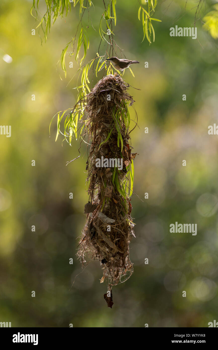 Gerygone à gros bec (Gerygone magnirostris) tissé nid suspendu, Queensland, Australie. Banque D'Images