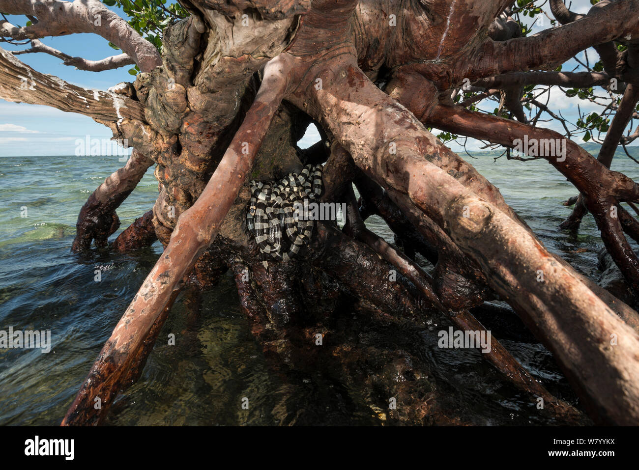 Kraits mer bagués (Laticauda colubrina) dans les racines des arbres de la Mangrove à marée basse, l'île de Mali, Macuata Province, Fidji, Pacifique Sud. Banque D'Images