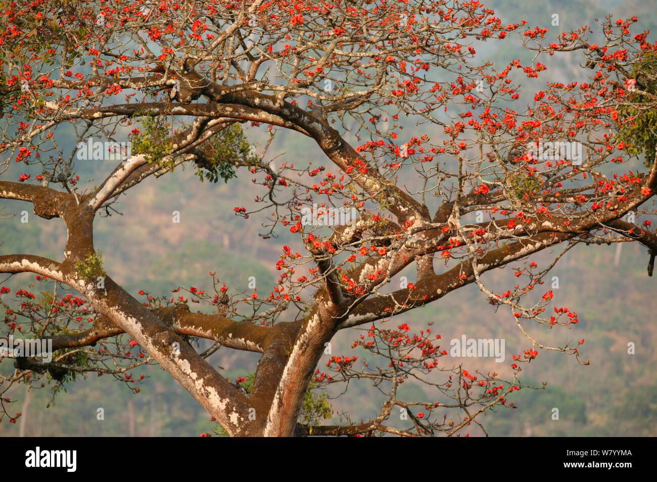 African tulip tree (Spathodea) en fleur, Boje Village, le Nigeria. Banque D'Images