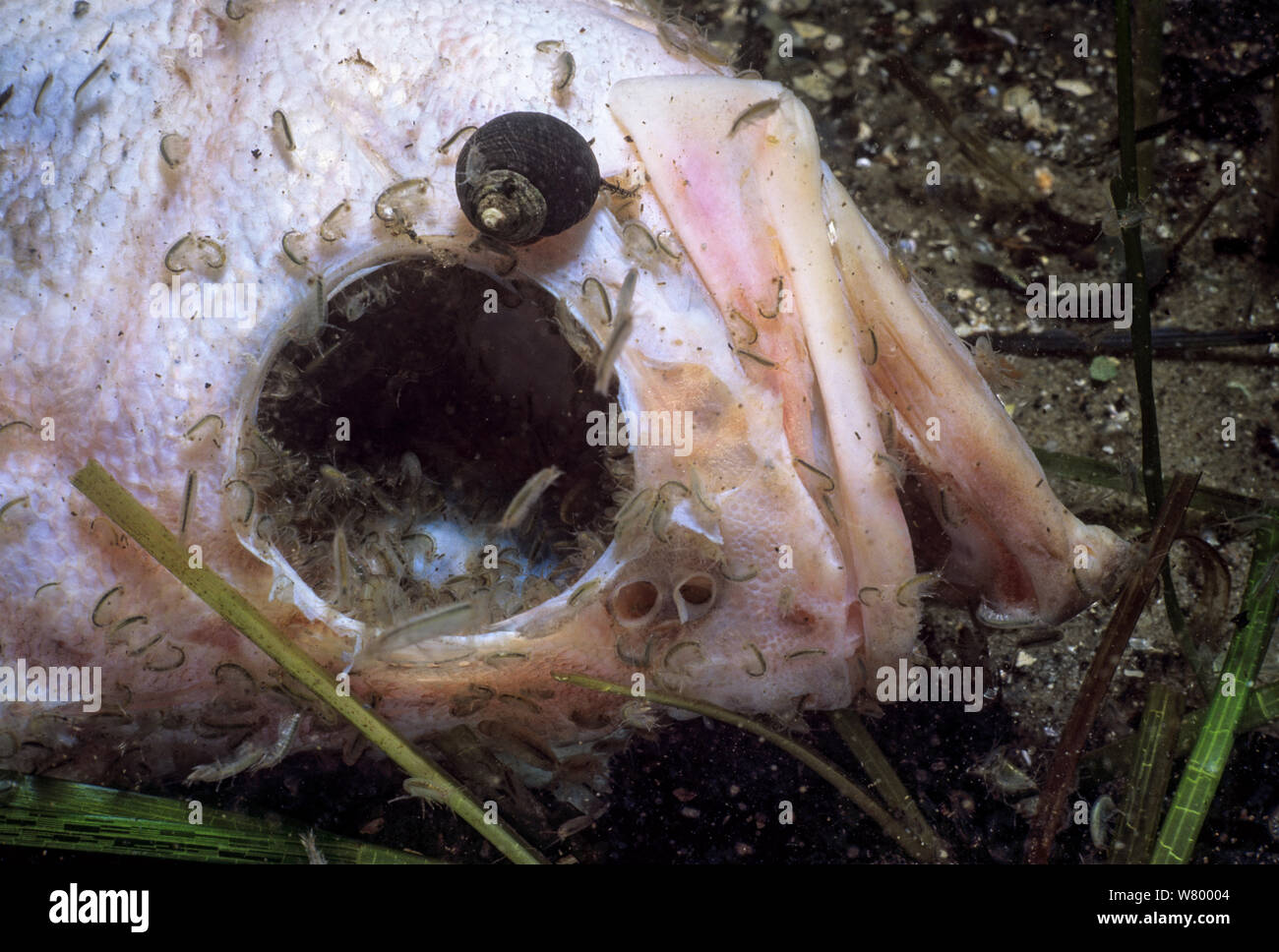 Le sébaste (Lutjanus dentatus) carcasse mangées par les isopodes balte (Idotea balthica) Cape Ann, Massachusetts, USA. Banque D'Images