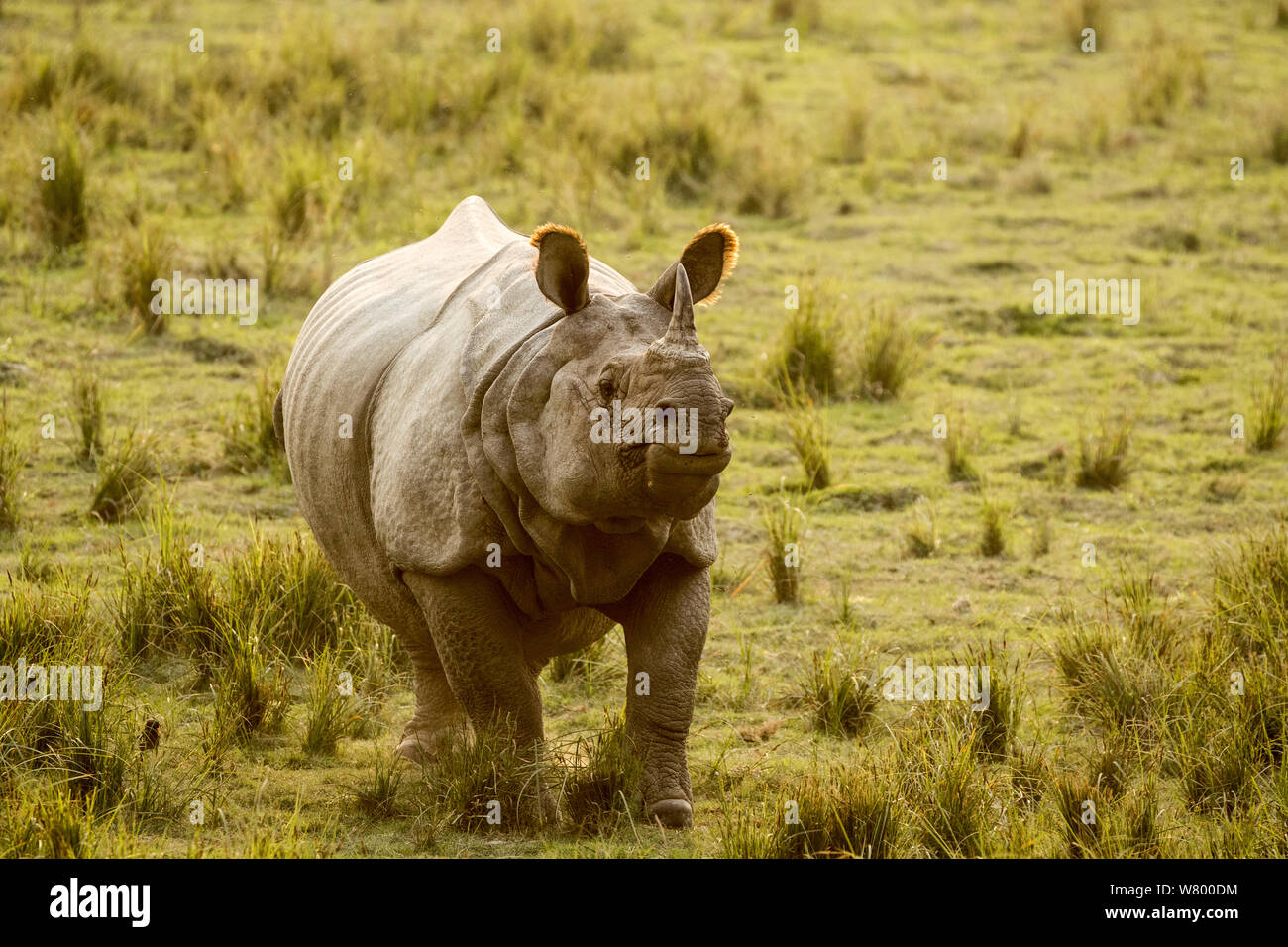 Le rhinocéros indien (Rhinoceros unicornis), homme, parc national de Kaziranga, Assam, Inde Banque D'Images