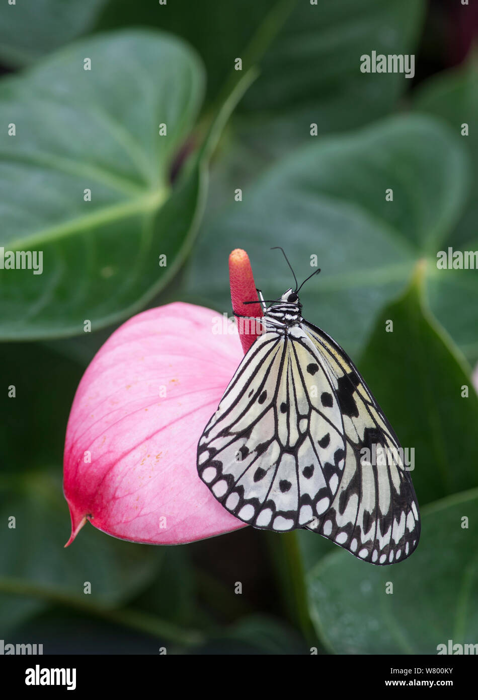 Nymphe des arbres (papillon idée leuconoe) spécimen en captivité, se produit en Asie du sud-est. Banque D'Images