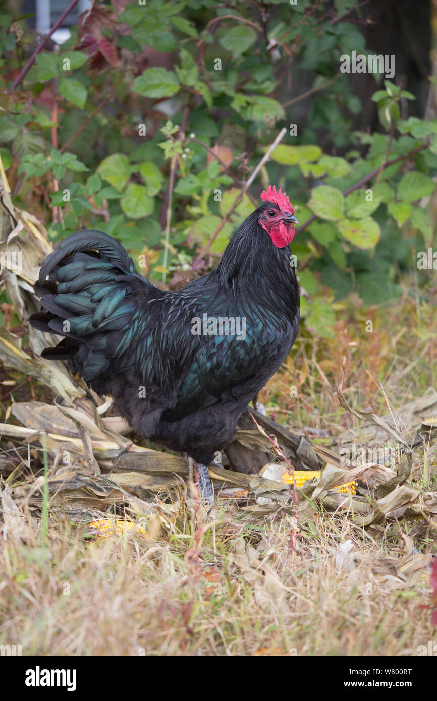 Black Australorp coq, à l'automne, Higganum, Connecticut, USA. Banque D'Images