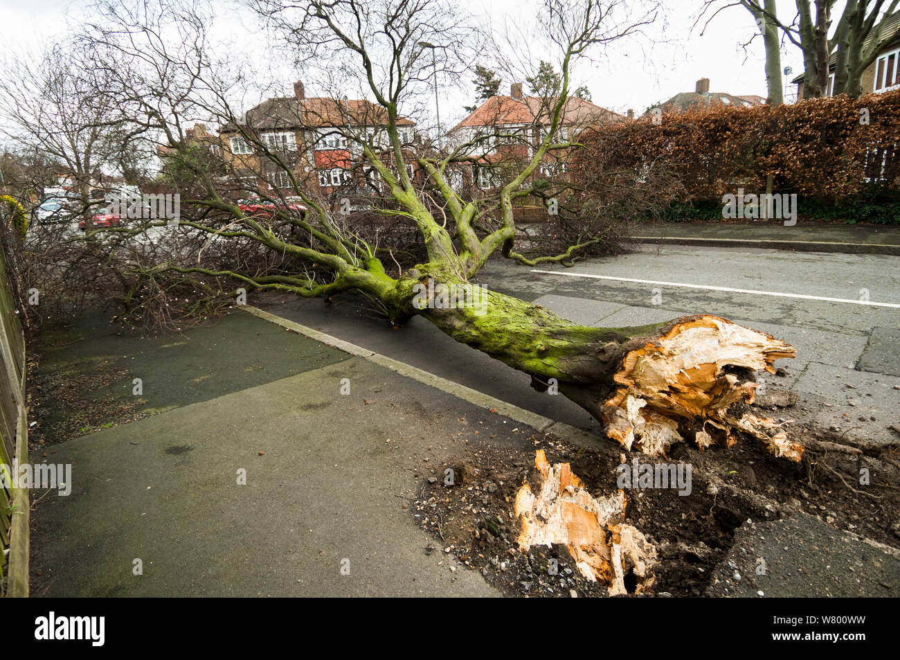 Arbre renversé par la tempête, Londres, Royaume-Uni. Février 2014. Banque D'Images