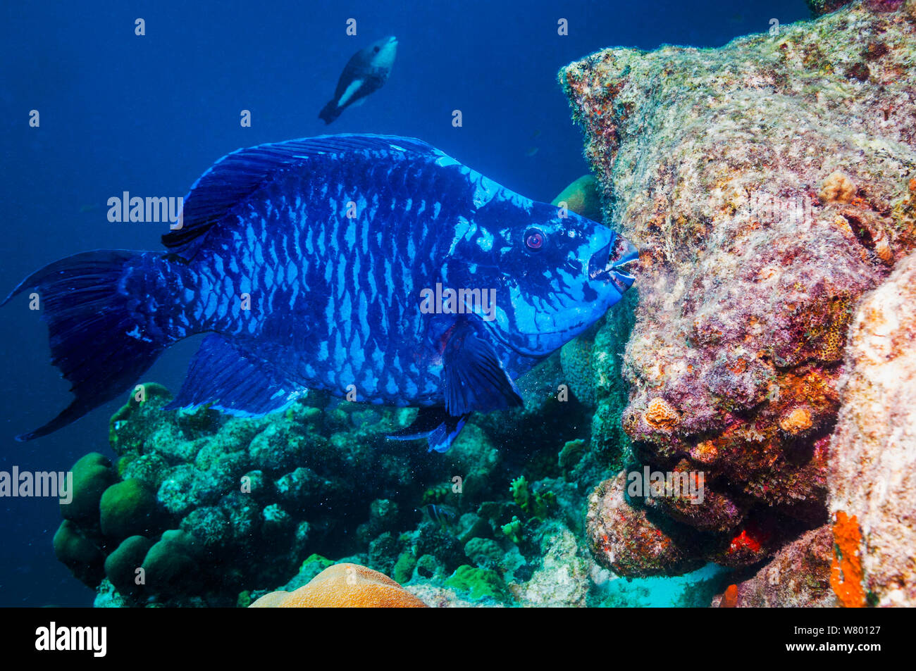 Perroquet (Scarus coelestinus minuit) se nourrissent de coraux, Bonaire, Antilles néerlandaises, Amérique, Océan Atlantique. Banque D'Images