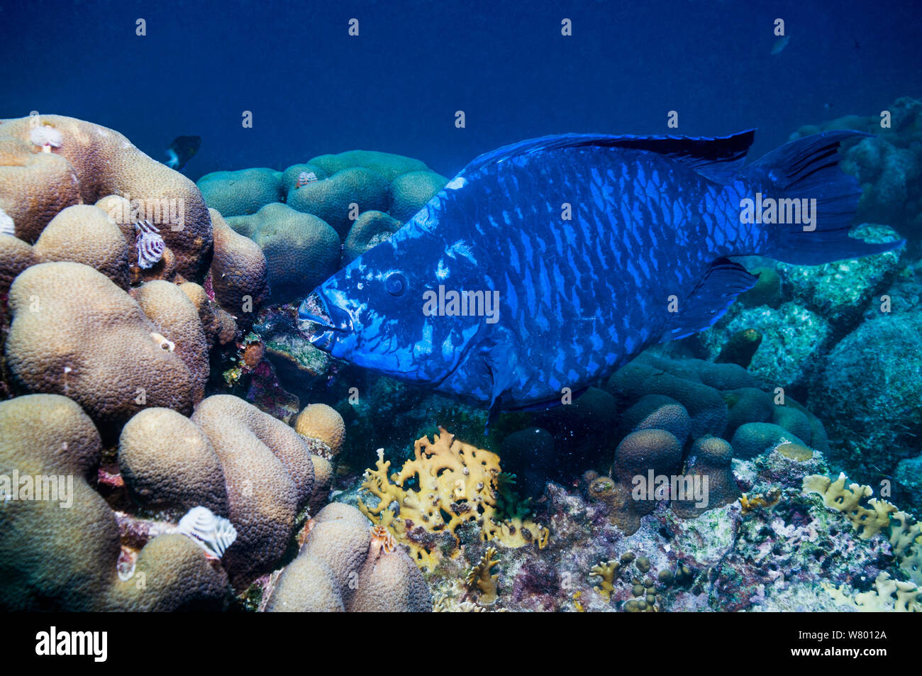 Perroquet (Scarus coelestinus minuit) se nourrissent de coraux, Bonaire, Antilles néerlandaises, Amérique, Océan Atlantique. Banque D'Images