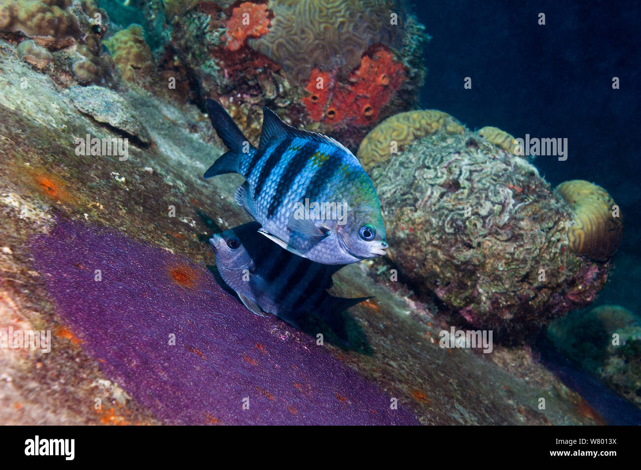 Le sergent major (Abudefduf saxatilis) paire frai sur oeuf fressly patch. Bonaire, Antilles néerlandaises, Amérique, Océan Atlantique. Banque D'Images