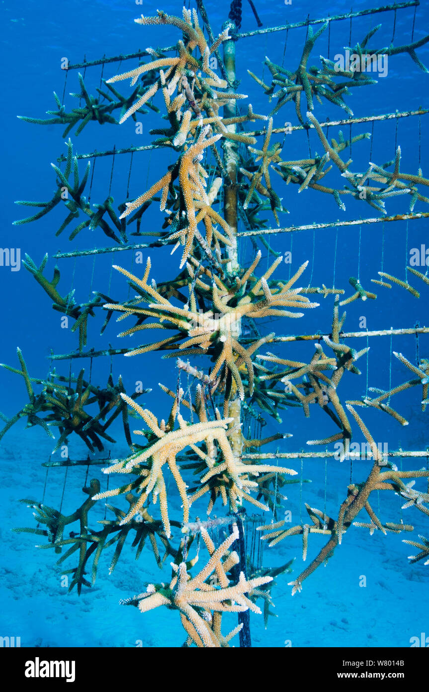 Ligne corail coraux Acropora avec pépinière cultivés de réintroduire à l'Honduras, Caraïbes, Océan Atlantique. Banque D'Images