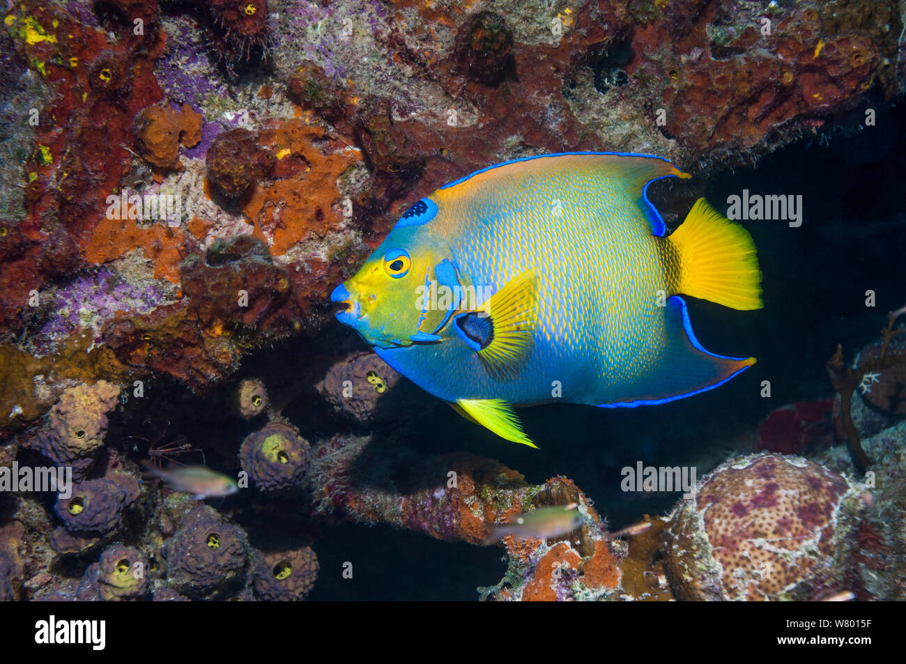 Lit Queen angelfish (Holocanthus ciliaris) profile, Bonaire, Antilles néerlandaises, Amérique, Océan Atlantique. Banque D'Images
