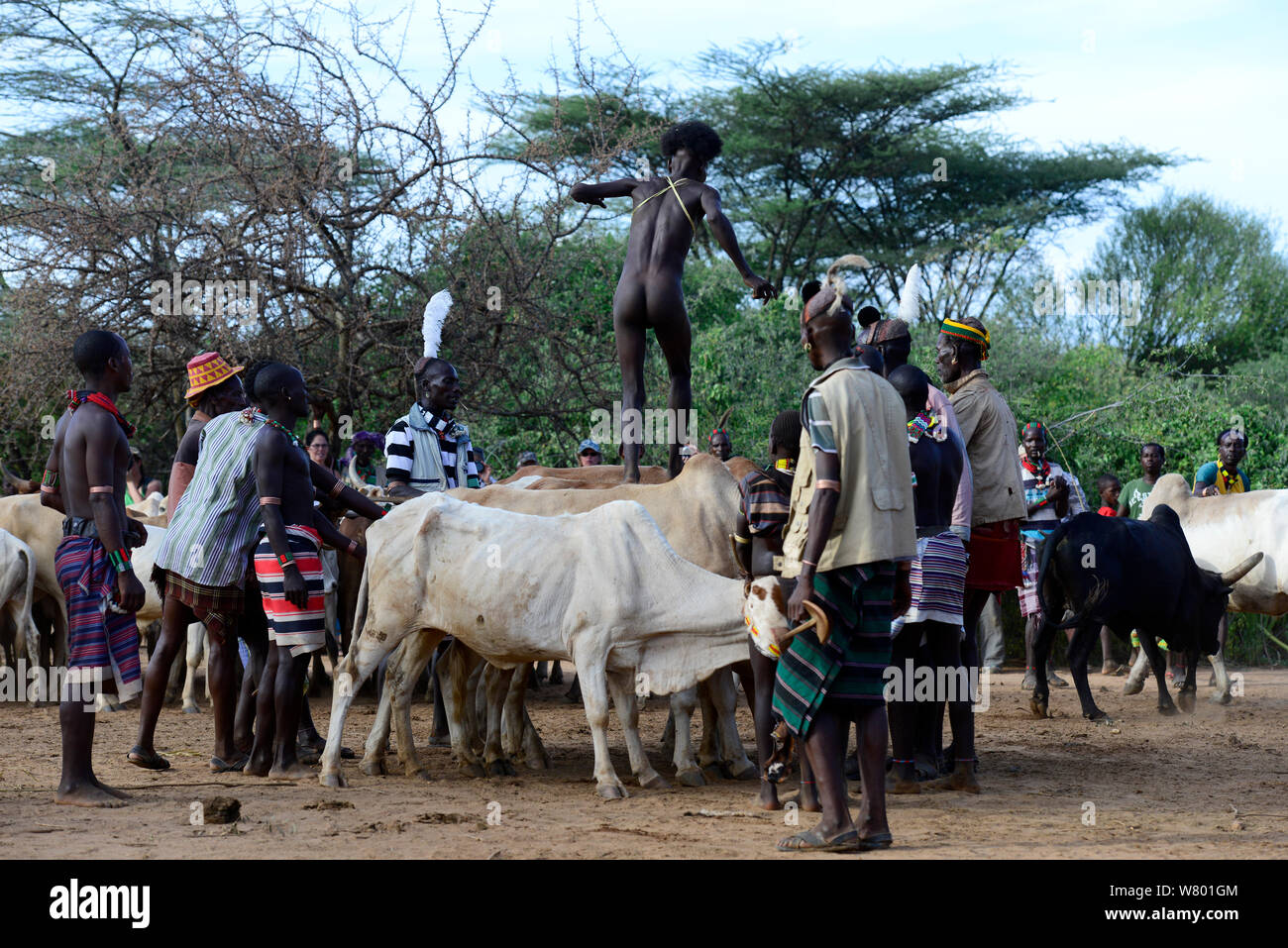 Relations sérieuses Hamer garçon sautant à travers la ligne des taureaux, dans le cadre du Jumping de taureaux cérémonie qui marque la transition vers l'âge adulte. L'Éthiopie, Novembre 2014 Banque D'Images