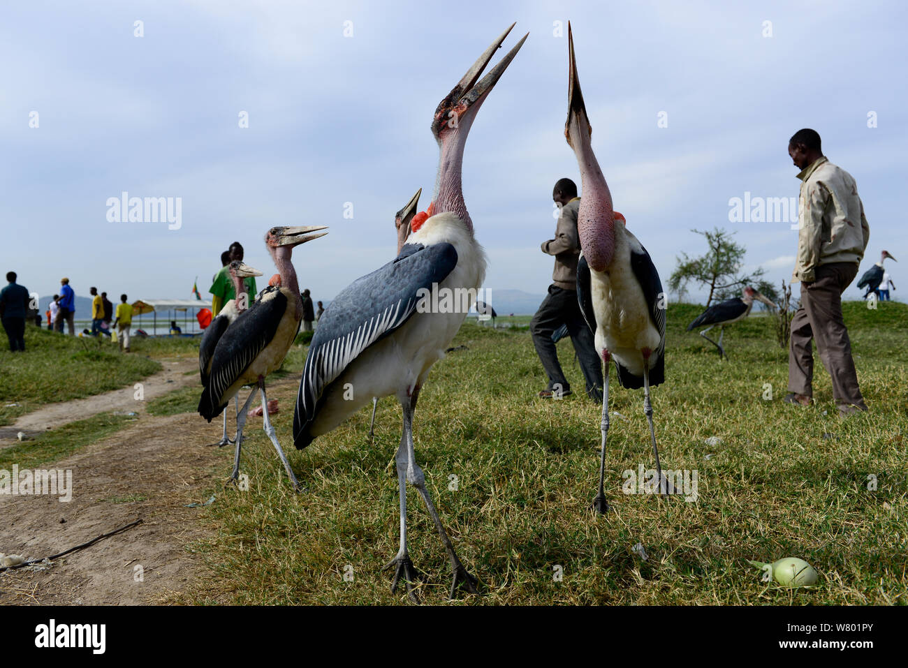 Marabouts (crumeniferus Flamant rose (Phoenicopterus ruber) se nourrissant de déchets de poissons rejetés, lac Awassa. L'Éthiopie, Novembre 2014 Banque D'Images