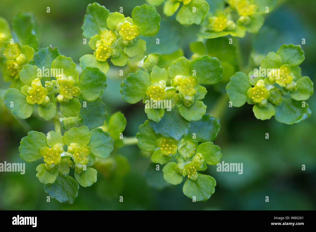 À feuilles opposées (Chrysosplenium oppositifolium saxifrage dorée). Parc national de Peak District, Derbyshire, Royaume-Uni. Mars. Banque D'Images