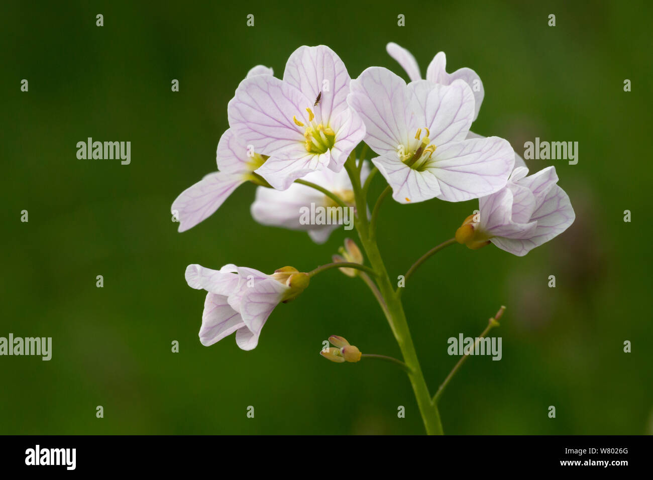 Cuckooflower / Dame&# 39;s smock (Cardamine pratensis) fleur, parc national de Peak District, Derbyshire, Royaume-Uni. Mai. Banque D'Images