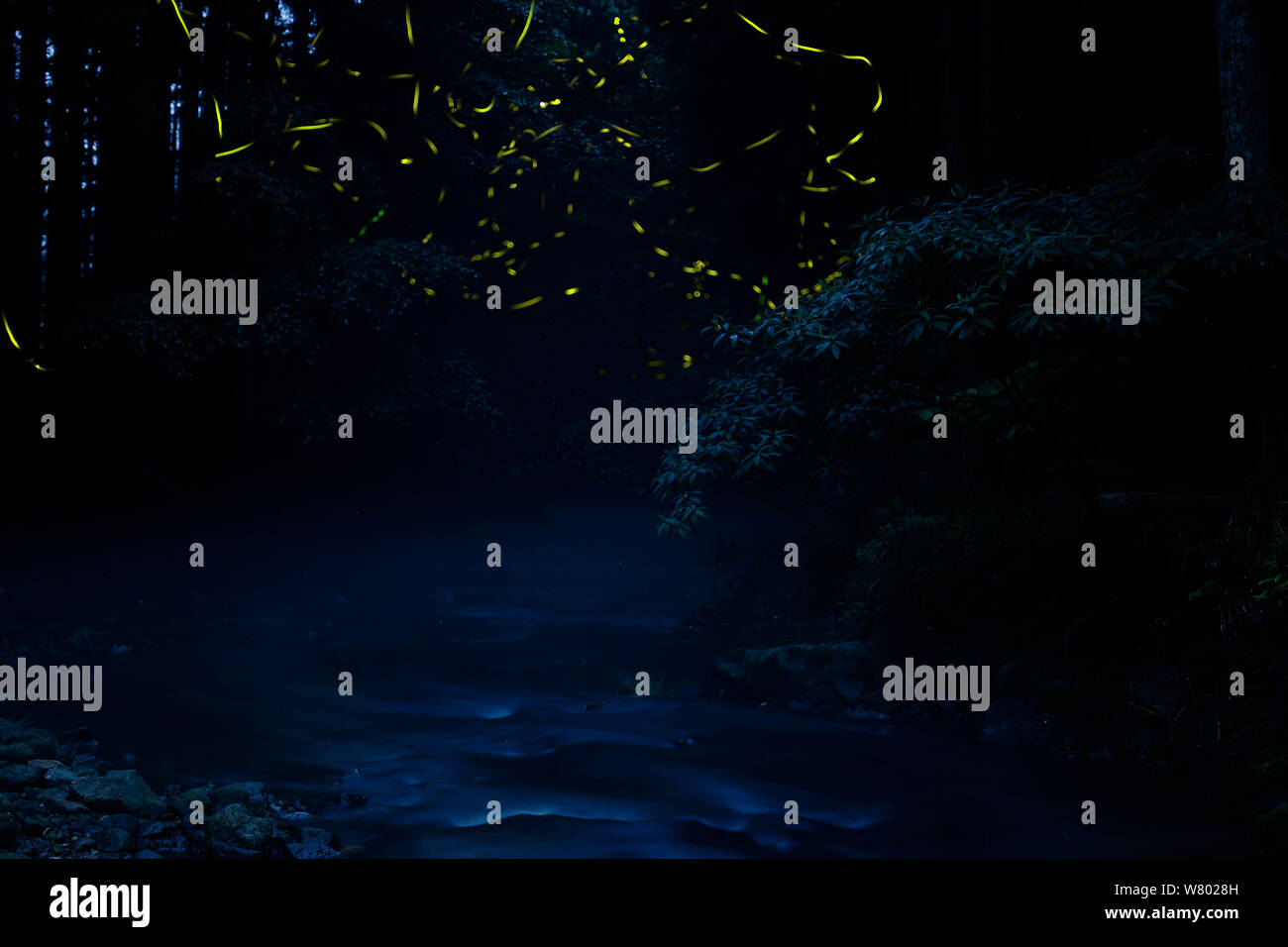 Les sentiers de la lumière des lucioles japonais (Luciola cruciata) la nuit, Ichikawa-river, Asago, Hyougo, Japon, juillet Banque D'Images